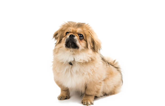 ペットショップで売れ残った動物たちはどうなるの?のサムネイル画像